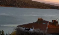 Yaren Leylek depremi önceden hissetti mi?