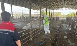 Hayvan pazarı iki hafta sonra yeniden kapatıldı