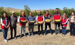 Kırşehir’de hünnap hasadı bereketi başladı