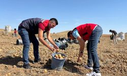 Mucur’da patates hasadı başladı