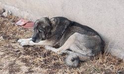 Kayıp Köpeğini bulana 20 Bin TL ödül verecek!