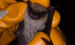 Kırşehir’de bitkin cüce yarasa koruma altına alındı