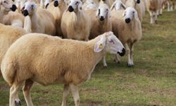 772 Milyon TL’lik destek: Kırşehirli üreticilerin hesaplarına aktarıldı