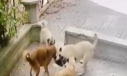 Taş Üzerindeki Kediye 4 Köpek Saldırdı