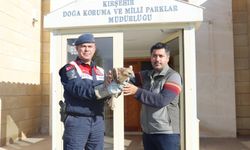 Kırşehir’de Yaralı Kızıl Şahin Doğaya Kazandırılacak