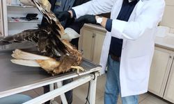 Yaralı kızıl şahin tedavi altına alındı