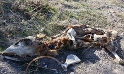 Boş Araziye Atılan Buzağı Kadavraları Halk Sağlığını Tehdit Etti