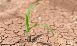 Çiftçi kara kara düşünüyor