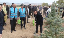 Fidanlar Kırşehir’i güzelleştiriyor