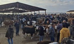 Kırşehir’de yem fiyatları üreticiyi zorluyor