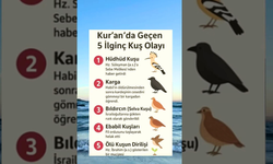 Kur’an’da geçen 5 ilginç Kuş Mucizesi!
