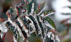 Kırşehir’de don zararına karşı yeni adım