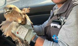 Kırşehir’de yaralı şahin bulundu