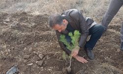 Kırşehir’in gözde ilçesinde 300 ağaç toprakla buluştu