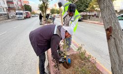 Kırşehir’in orta refüjleri güllerle güzelleşiyor