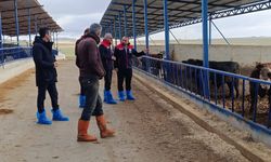 Mucur’da hayvancılık işletmeleri incelendi
