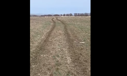 Akpınar’da ekili tarla traktörle ezildi!