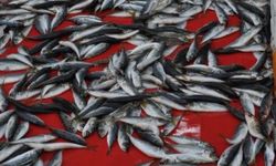 İstavrit fiyatı düştü