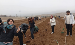 O köyde çam dikimi çalışması yapıldı