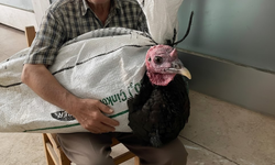 Kırşehir’de yılbaşı sofralarının vazgeçilmezi hindiler!