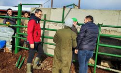 Kırşehir’de veteriner ekipler sahada