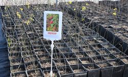 Kır-Köy’de seralar faaliyete geçti