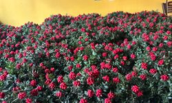 Yeni yıla giden yolda kokina Kırşehir’de tahtını koruyor