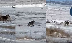 Kırşehir Çiçekdağı’nda kar sonrası kurtlar yerleşim alanına indi