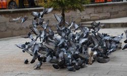 Tarihi Kapucu Camii Güvercinlerle Şenleniyor