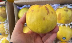 Kilosu 160 TL’ye dayandı