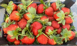 Kilosu 300 TL’den satılıyor