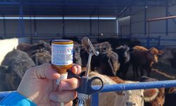 Kırşehir’de Şap Aşılama Çalışmaları Sürüyor