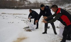 Yaban Hayvanları İçin Yemleme Çalışmaları Sürüyor