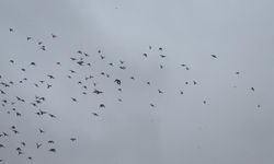 Kırşehir'de Binlerce Kuşun Dansı Görenleri Büyüledi!