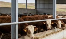 Besilik hayvan ithalatı başvuru takvimi değişti