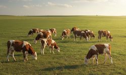 Destekleme listeleri askıya çıktı