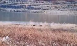 Gölette nadir görüntü