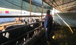 Kaman’da veteriner ekipler sahada