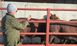 Kaman'da hastalıklara karşı önlem alınıyor