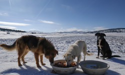 Kırşehir’de Soğuk Hava Sokak Hayvanlarını Tehdit Ediyor