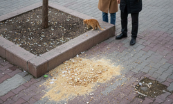 Kırşehirli Hayvanseverlere Uyarı: Sevginiz Yollarda Ziyan Olmasın!