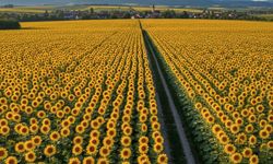 Kırşehir’de ayçiçeği üreticilerine müjde !