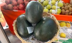 Kırşehir’de kışın ortasında yaz esintisi