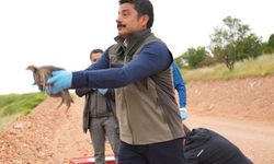 Kırşehir’de kenelere karşı kanatlı ordu göreve başladı: 3 ilçede birden salındı