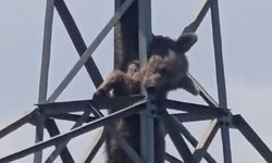Elektrik Direğine Tırmanan Ayı Akıma Kapıldı!
