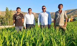 Kırşehir’de kuraklığa dayanıklı yem bitkisi umut oldu