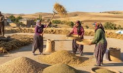Boztepe’de Yeşil Mercimek ve Nohut İçin Toplantı Düzenlenecek