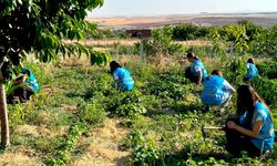 Kırşehir Ülkü Ocakları’nda Permakültür Projesi'nde hasat heyecanı