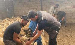 Kırşehir’de Hayvan Sağlığı İçin Saha Çalışmaları Sürüyor
