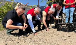 Kırşehir'de Kadın Çiftçiler Mor Altın Ekmeye Başladı